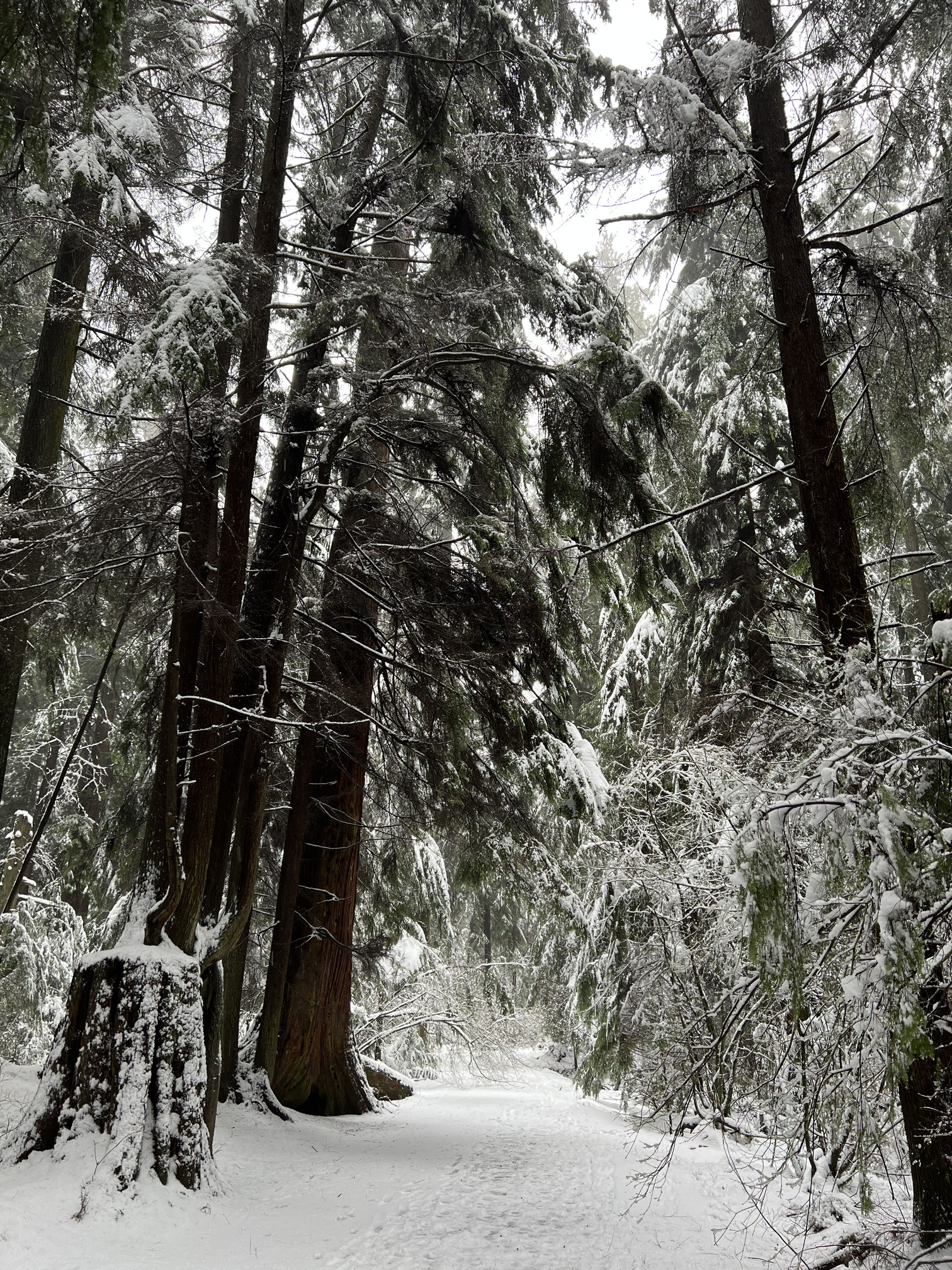 IMG_1754.HEIC|375x500